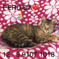Julieta (Juju) – Perdida – Vila São José – Taubaté. Nossa gatinha amada. Desde s…